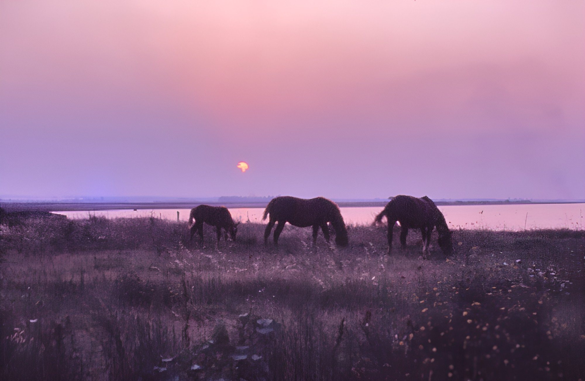 Cavalli al tramonto sulle rive della laguna di Lesina