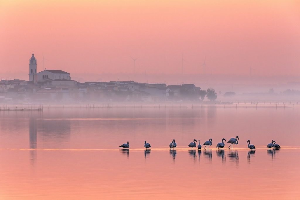 Fenicotteri all'alba nel lago di Lesina con la Cattedrale sullo sfondo