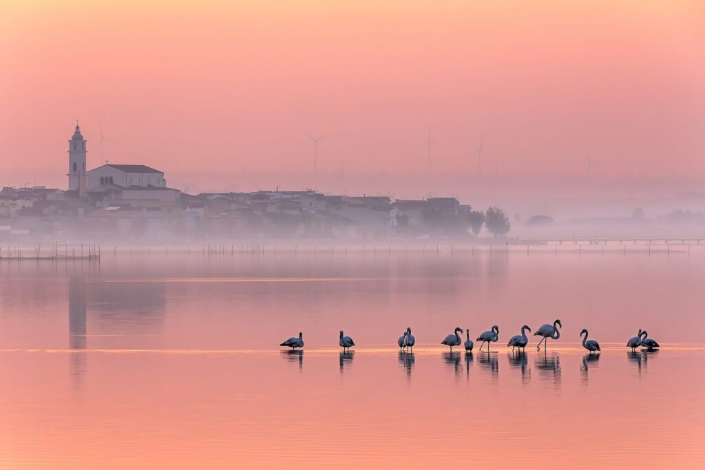 Fenicotteri nel lago di Lesina al tramonto con il paese sullo sfondo