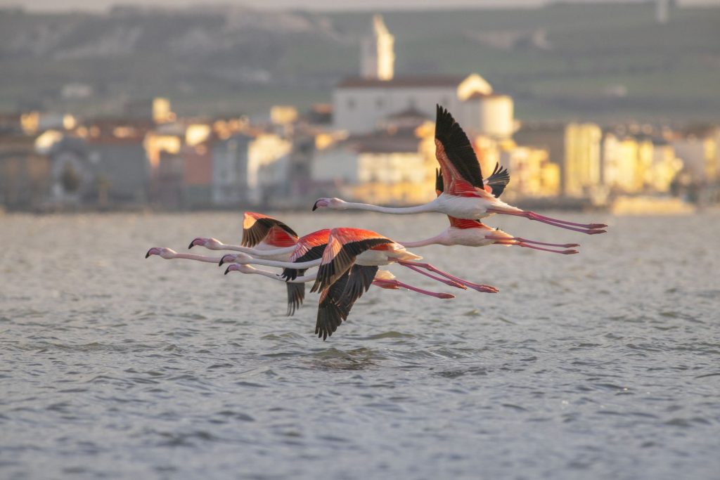 Fenicotteri in volo davanti a Lesina, vicino all'isolotto di San Clemente