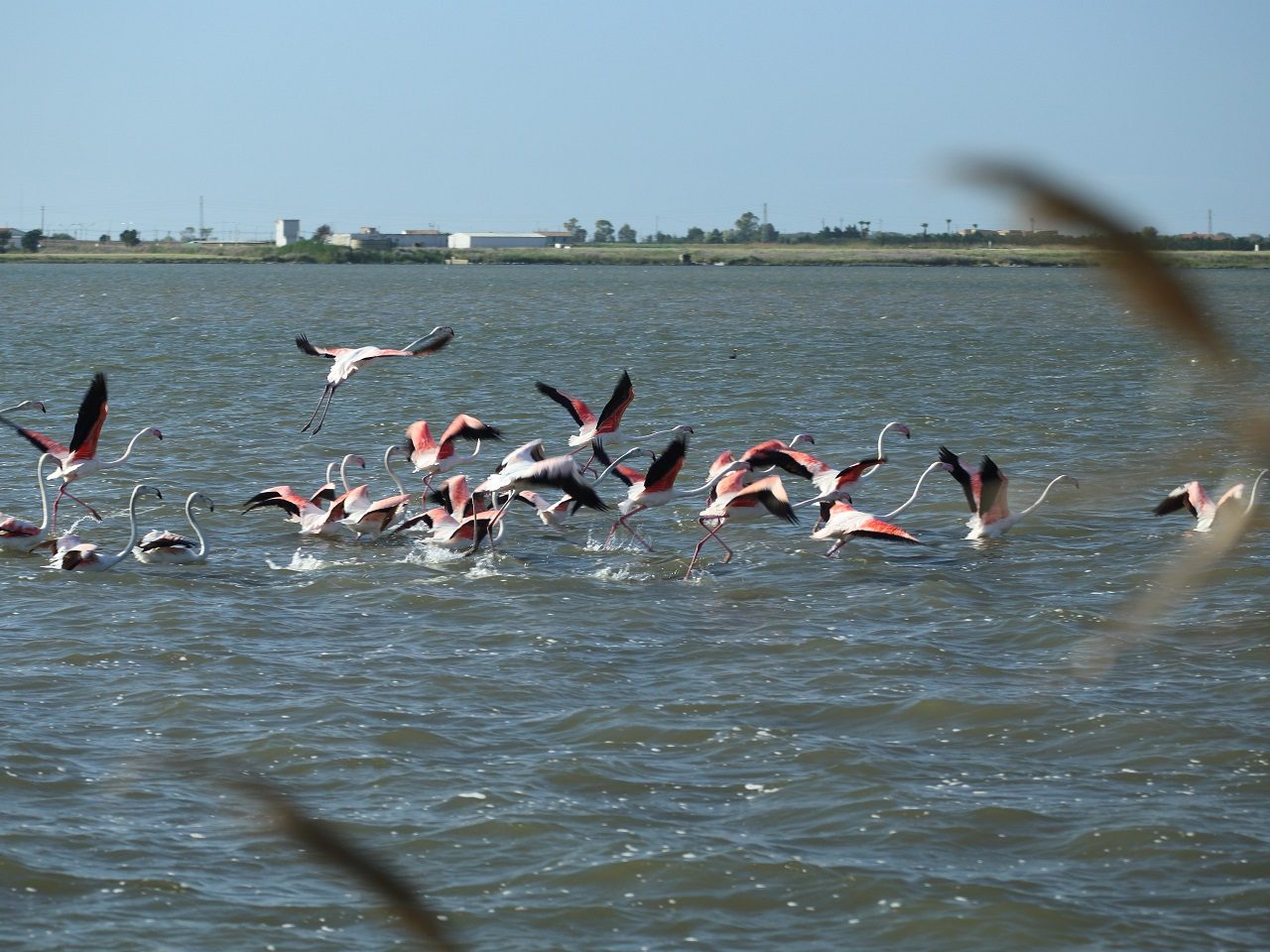 Fenicotteri in volo sulla laguna di Lesina