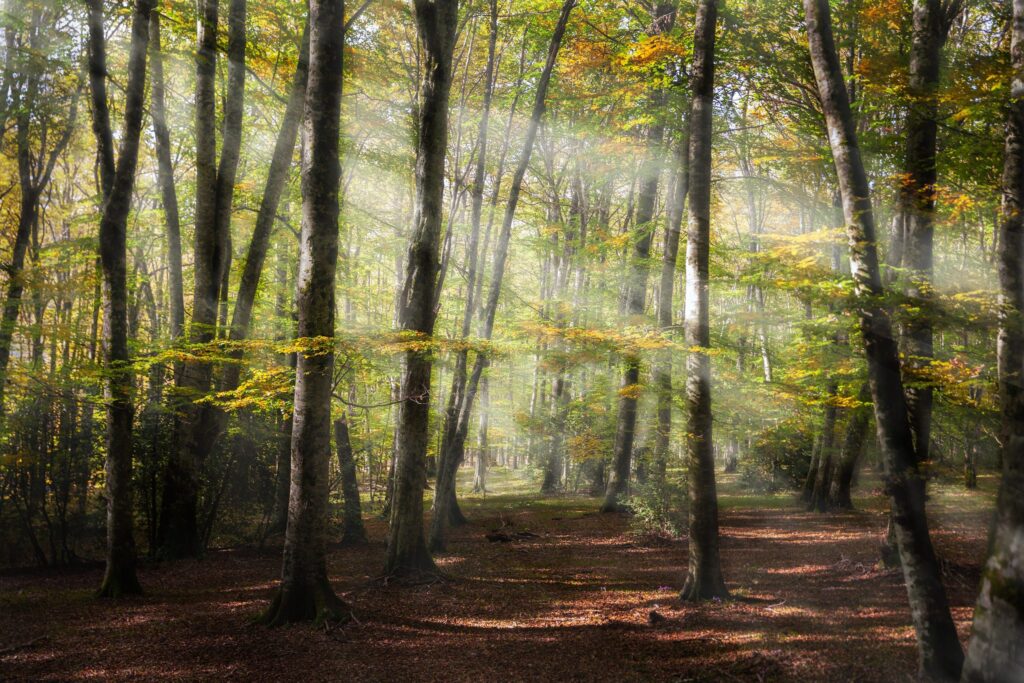 Faggi nella nebbia leggera della Foresta Umbra, nel Parco Nazionale del Gargano