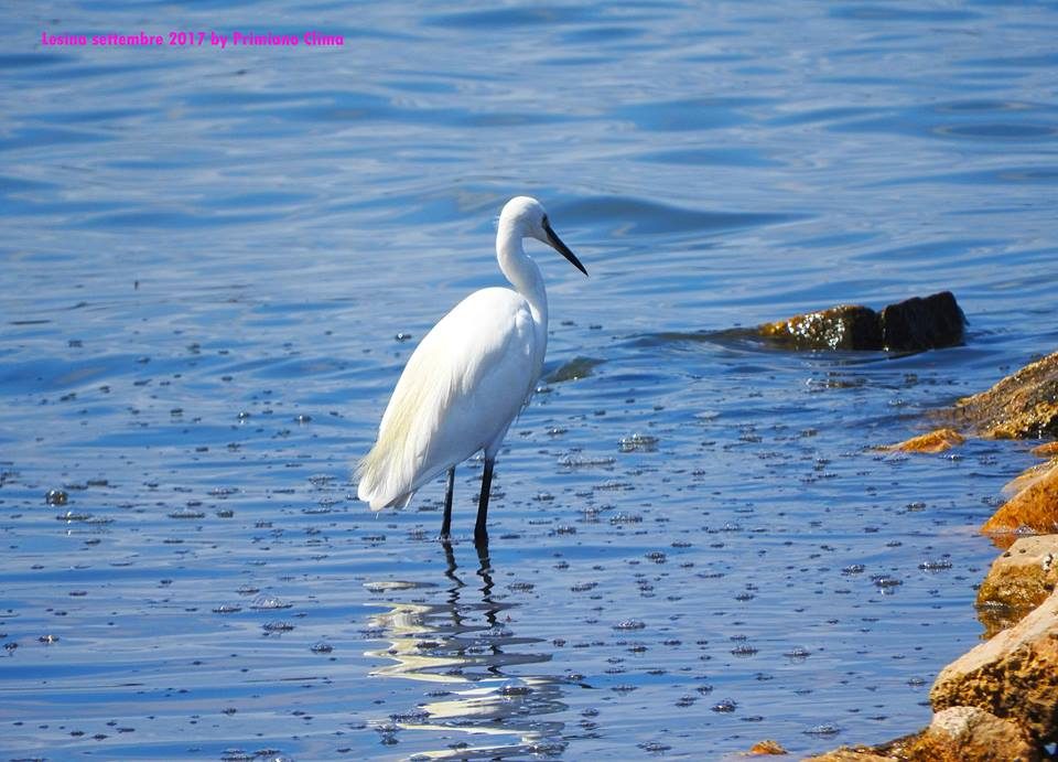 Garzetta nella Laguna di Lesina, birdwatching