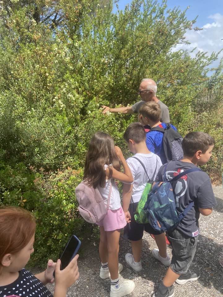 Guida ambientale mostra le piante della macchia mediterranea a una classe in gita a Lesina
