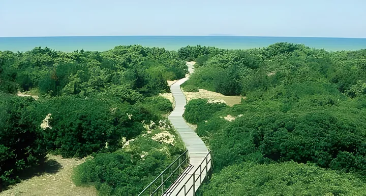 Bosco Isola