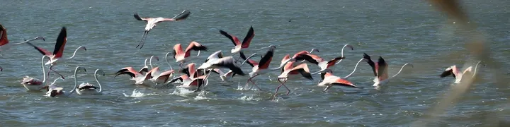 Riserva Naturale del lago di Lesina